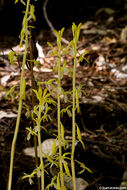 Corallorhiza mertensiana Bong.的圖片