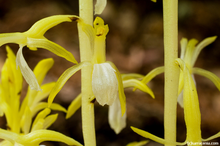 Image of Pacific coralroot