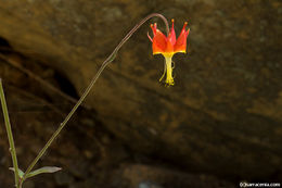 Aquilegia eximia Van Houtte ex Planch.的圖片