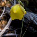 Calochortus raichei Farwig & V. Girard resmi