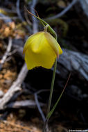 Calochortus raichei Farwig & V. Girard resmi