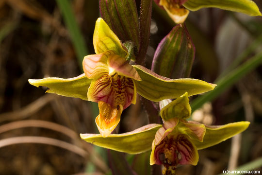 Image of Stream orchid