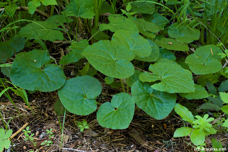 Image de Asarum lemmonii S. Wats.