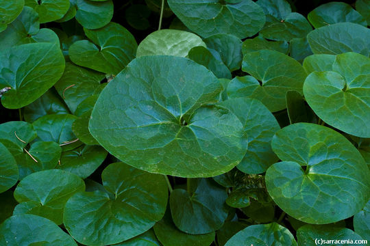 Image de Asarum lemmonii S. Wats.