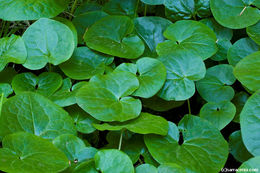 Image of Lemmon's Wild Ginger