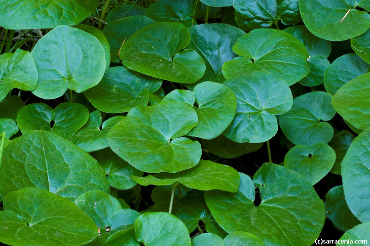 Image de Asarum lemmonii S. Wats.