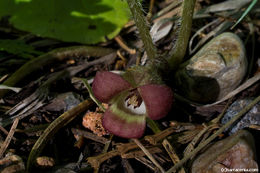 Image of Lemmon's Wild Ginger