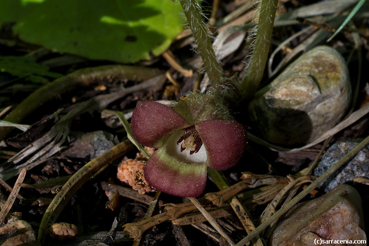 Image de Asarum lemmonii S. Wats.