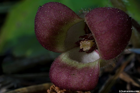 Image de Asarum lemmonii S. Wats.