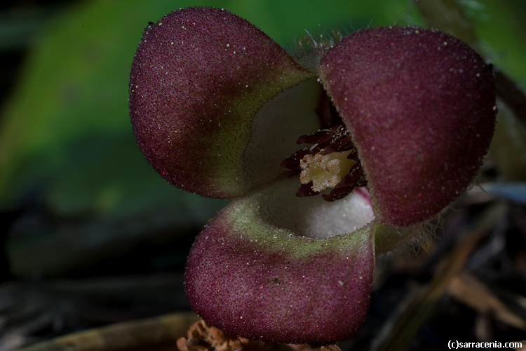 Image de Asarum lemmonii S. Wats.