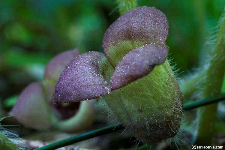 Image de Asarum lemmonii S. Wats.