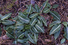 Image of Giant Rattlesnake-plantain