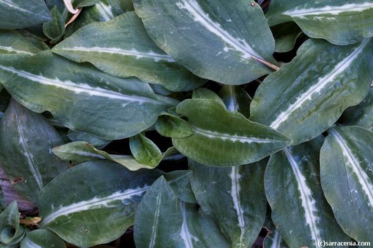 Image of Giant Rattlesnake-plantain