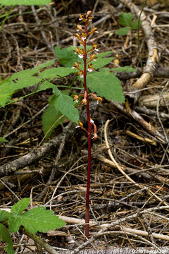 Image of Spotted coralroot