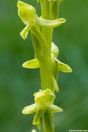 Image of Canyon Bog Orchid