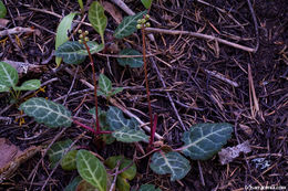 Image of whiteveined wintergreen