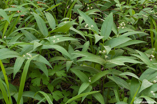 Imagem de Maianthemum stellatum (L.) Link