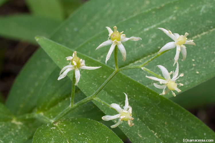 Imagem de Maianthemum stellatum (L.) Link