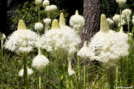 Xerophyllum tenax (Pursh) Nutt. resmi