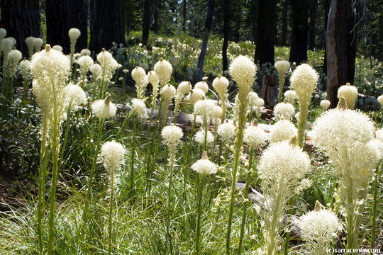 Image of Basket-grass