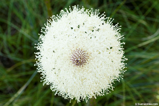 Image of Basket-grass