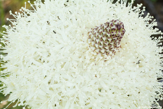 Image of Basket-grass