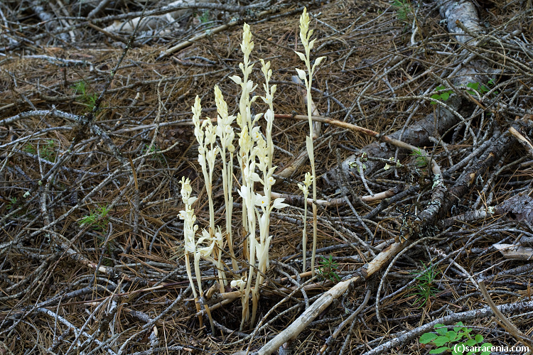 Image of phantom orchid