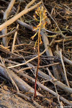 Image of Spotted coralroot