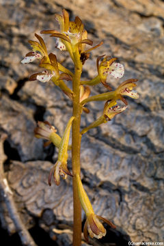 Image of Spotted coralroot