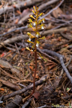 Image of Spotted coralroot