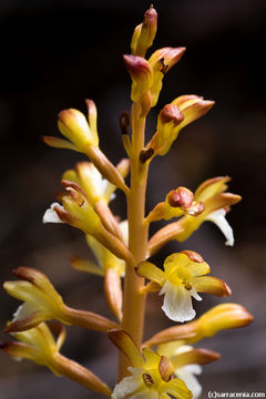 Image of Spotted coralroot