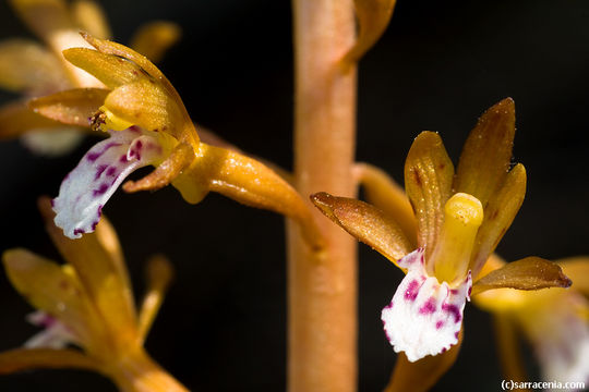 Image of Spotted coralroot