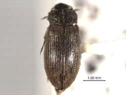 Image of Helophoridae