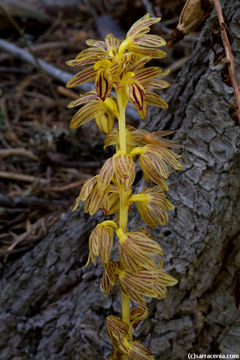 Image of Striped coralroot