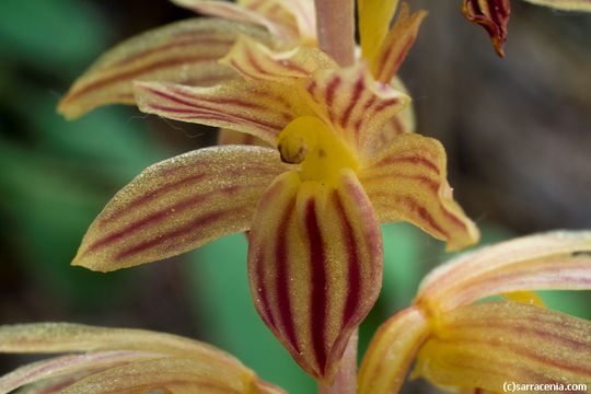 Image of Striped coralroot