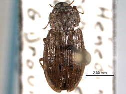 Image of Helophoridae