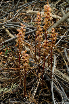 Image of Striped coralroot