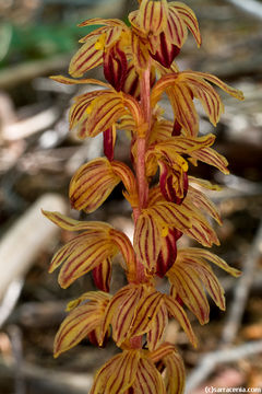 Image of Striped coralroot