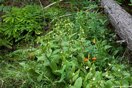 Imagem de Cypripedium californicum A. Gray