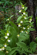 Imagem de Cypripedium californicum A. Gray