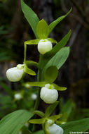 Imagem de Cypripedium californicum A. Gray