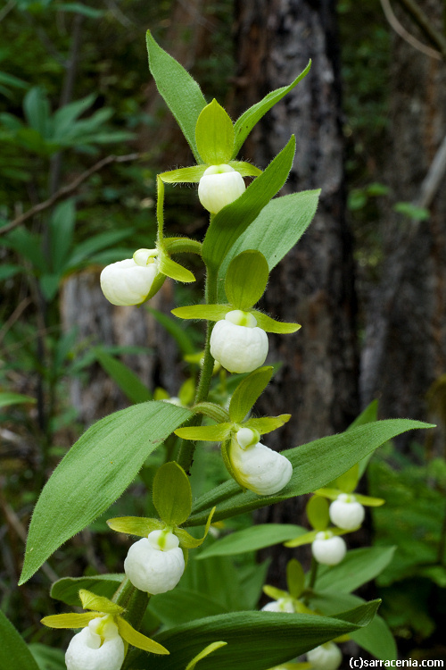 Imagem de Cypripedium californicum A. Gray