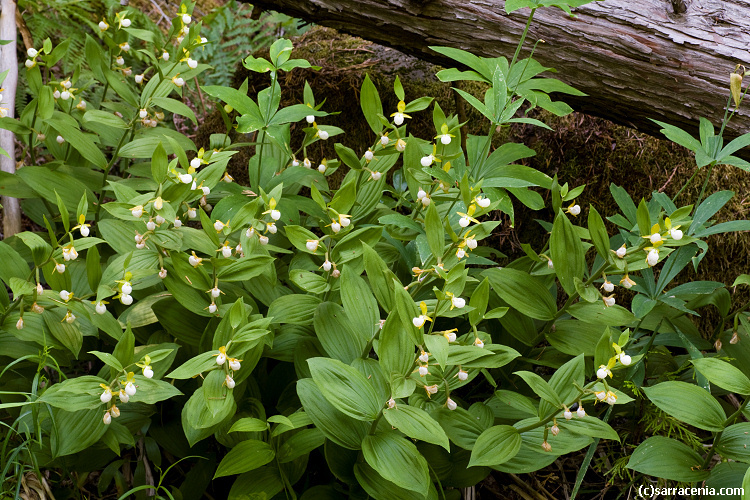 Imagem de Cypripedium californicum A. Gray