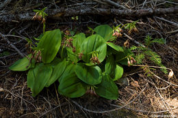 Image of Clustered lady's slipper