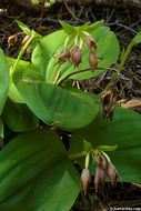 Image of Clustered lady's slipper