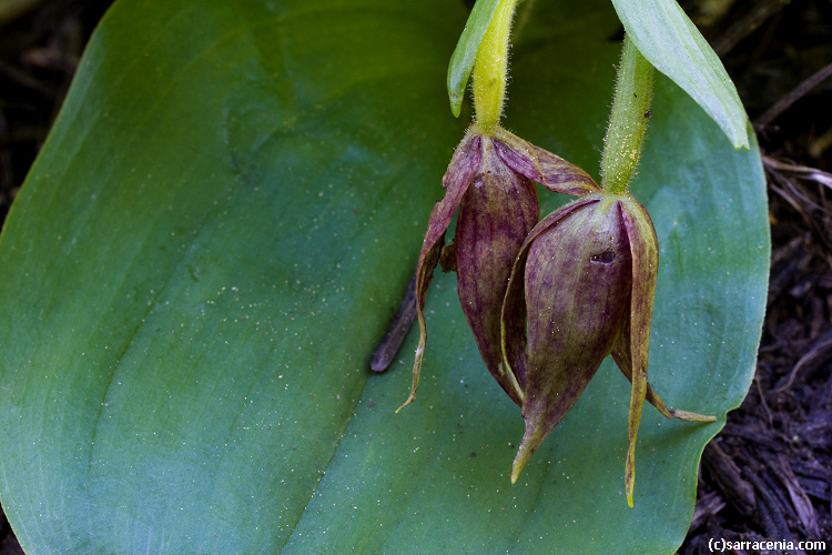 Image of Clustered lady's slipper