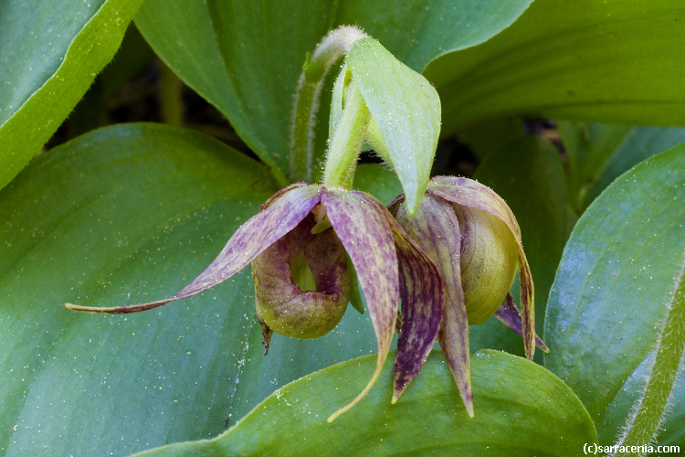 Image of Clustered lady's slipper