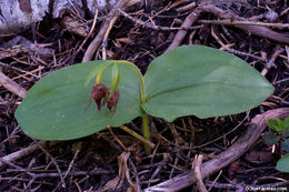 Image of Clustered lady's slipper