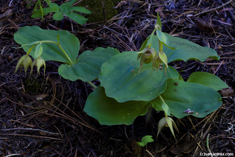 Image of Clustered lady's slipper