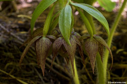 Image of Clustered lady's slipper